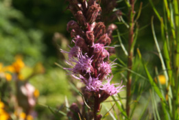 Liatris spicata  bestellen